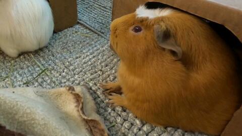 豚鼠吃瓜面吗,探索它们对瓜面的喜爱