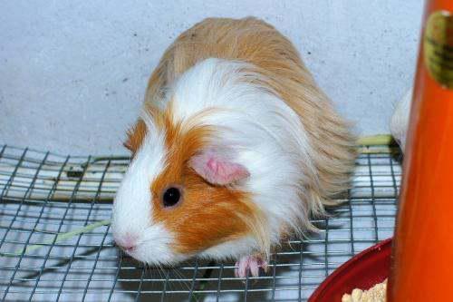 豚鼠吃瓜面吗,探索它们对瓜面的喜爱