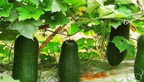 鸿都热吃瓜,揭秘娱乐圈背后的那些事儿