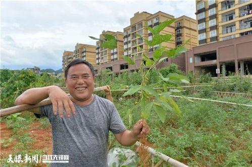 田园吃瓜拍照图片大全,捕捉自然与欢乐的完美融合