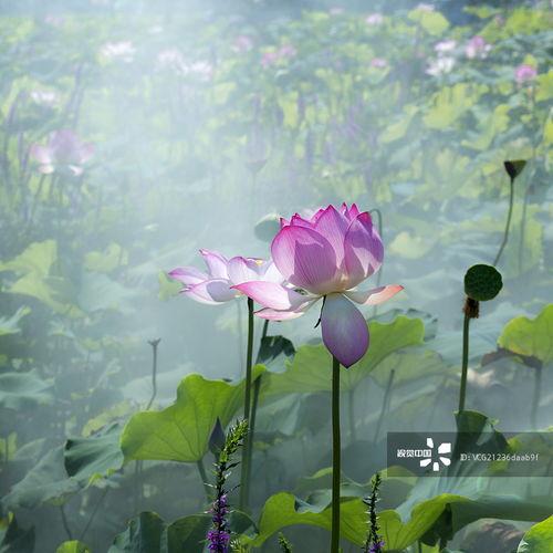 田园吃瓜拍照图片大全,捕捉自然与欢乐的完美融合