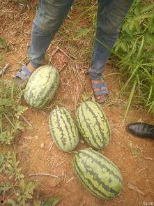 坐凳子吃瓜头像,夏日悠闲生活新风尚