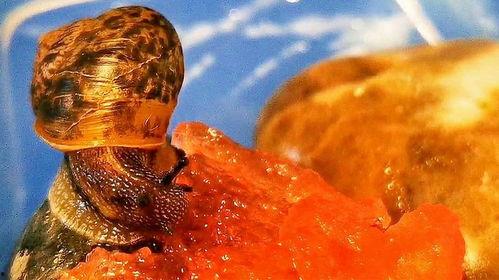 吃瓜小牛,揭秘娱乐圈那些不为人知的幕后故事