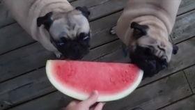 狗可以吃哈密瓜么