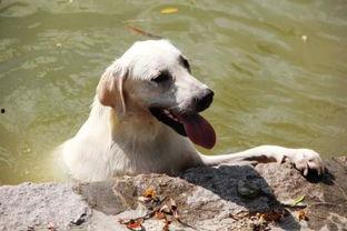 狗可以吃哈密瓜么