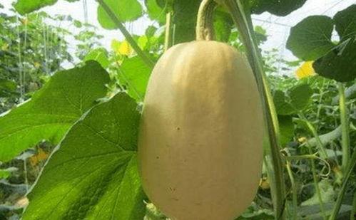 怎样吃金丝搅瓜?,金丝搅瓜的多样食用方法解析