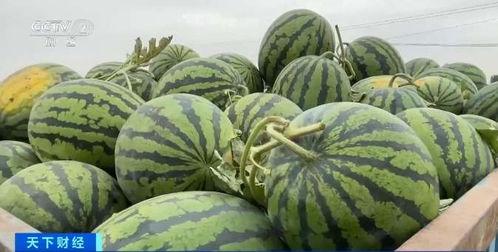 吃瓜数第一,揭秘“吃瓜数第一”背后的秘密