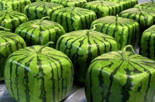 华夏陶瓷城吃瓜,吃瓜群众的热闹盛宴