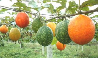 挑战吃吊瓜汁,勇闯吊瓜汁的甜蜜征程