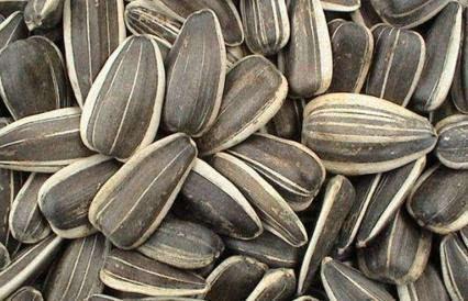 葵瓜叶怎么吃,探索绿色营养新境界