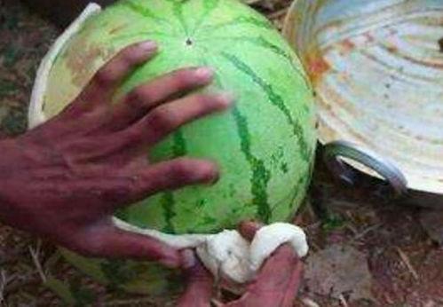 瓜吃皮吃瓤,皮瓤皆美味，一网打尽吃法攻略