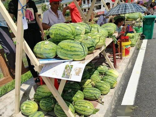 梁山吃瓜模板,揭秘江湖风云背后的八卦秘闻