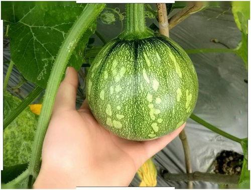 吃瓜小紫夏,揭秘娱乐圈背后的那些事儿