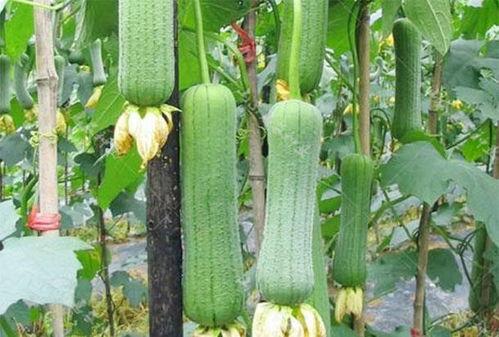 天天吃瓜怎么减肥,天天吃瓜的减肥秘诀