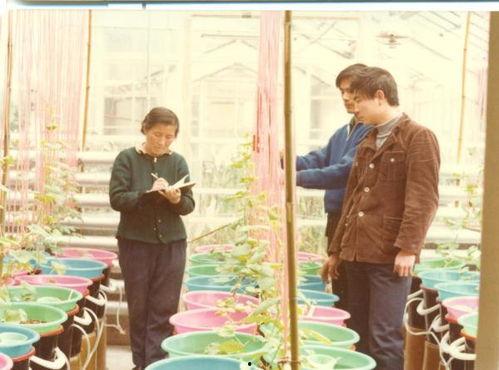 吃瓜长大同学,揭秘校园里的“瓜田”趣事