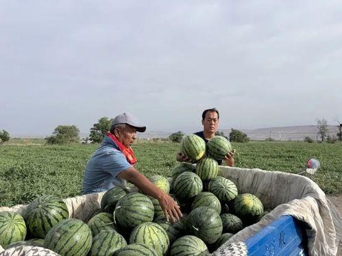 吃瓜雷波,一场网络热点的狂欢与反思