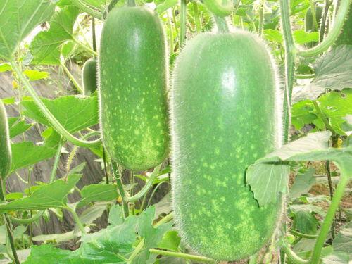 大化县吃瓜,吃瓜也能吃出大化风情