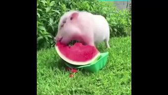 什么叫小猪吃瓜,一场欢乐的田园盛宴