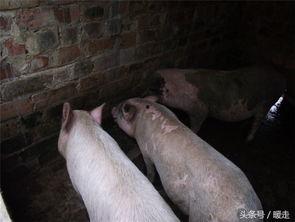 什么叫小猪吃瓜,一场欢乐的田园盛宴