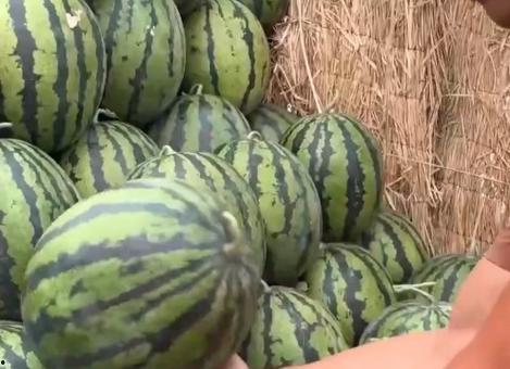吃瓜季节图片