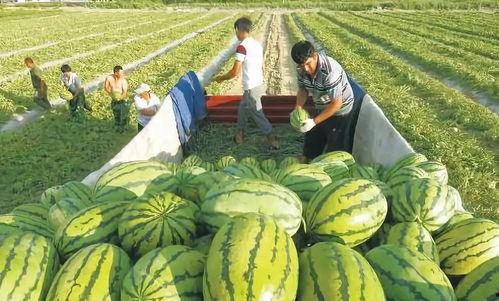 枣庄疫情吃瓜照片,记录战“疫”中的生活百态